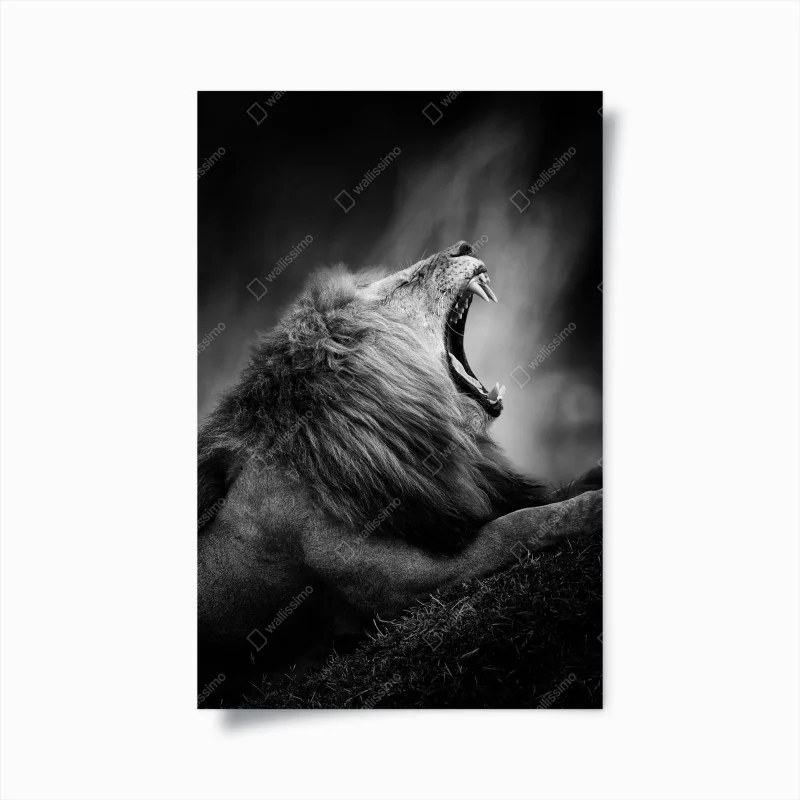 Poster majestic roaring lion in monochrome