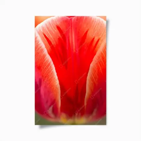 Poster vibrant red tulip close-up • Wallissimo®