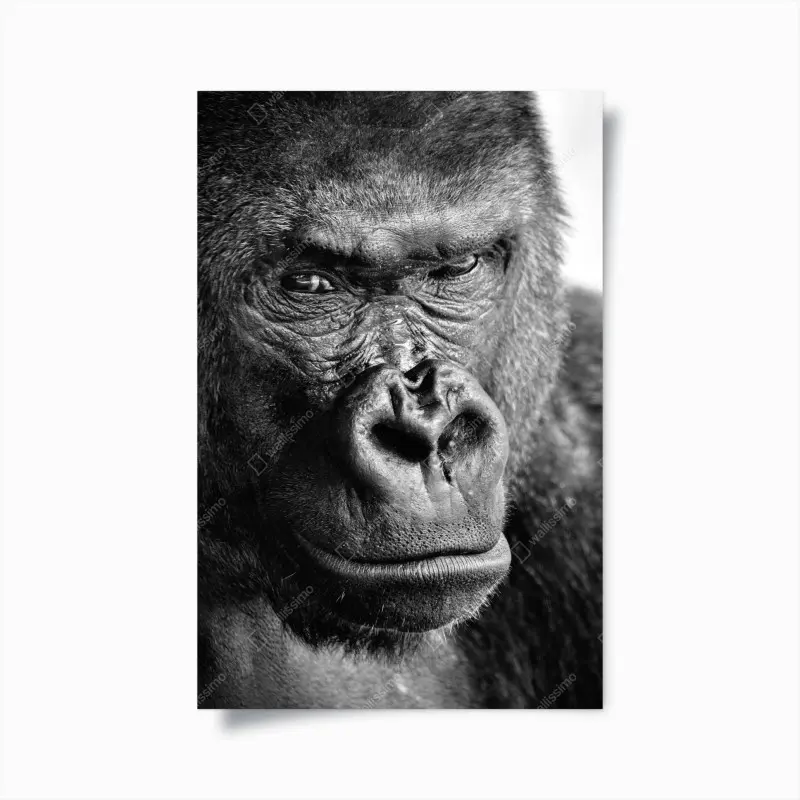 Poster intense gorilla portrait in black and white