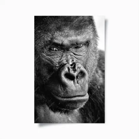 Poster intense gorilla portrait in black and white • Wallissimo®