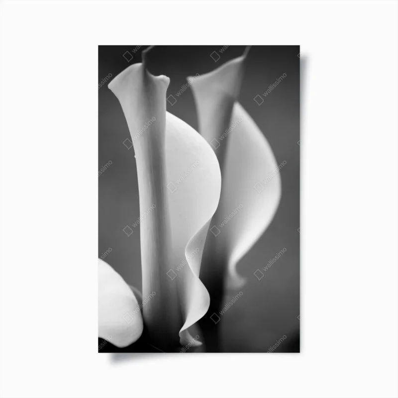 Poster elegant calla lilies in monochrome