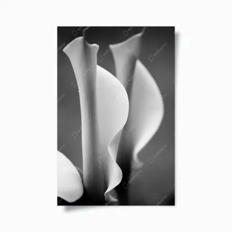 Poster elegant calla lilies in monochrome • Wallissimo®
