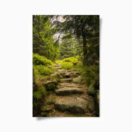 Poster serene forest path through evergreen woods • Wallissimo®