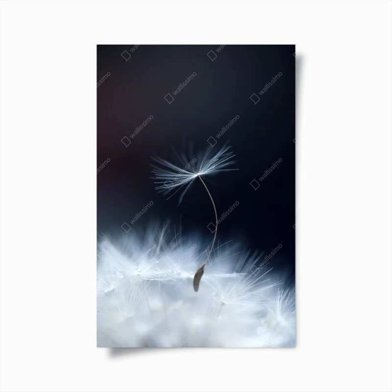 Poster delicate dandelion seed close-up