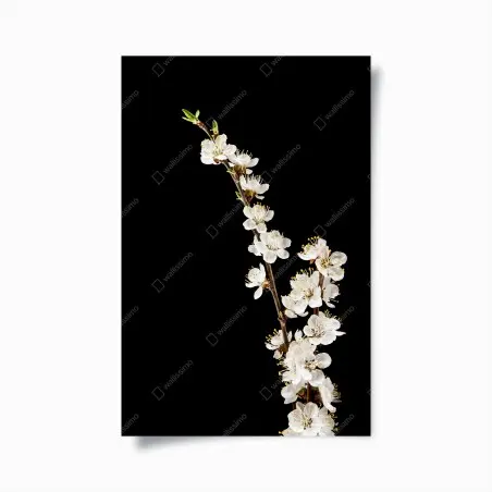 Poster delicate apricot blossom branch on black • Wallissimo®