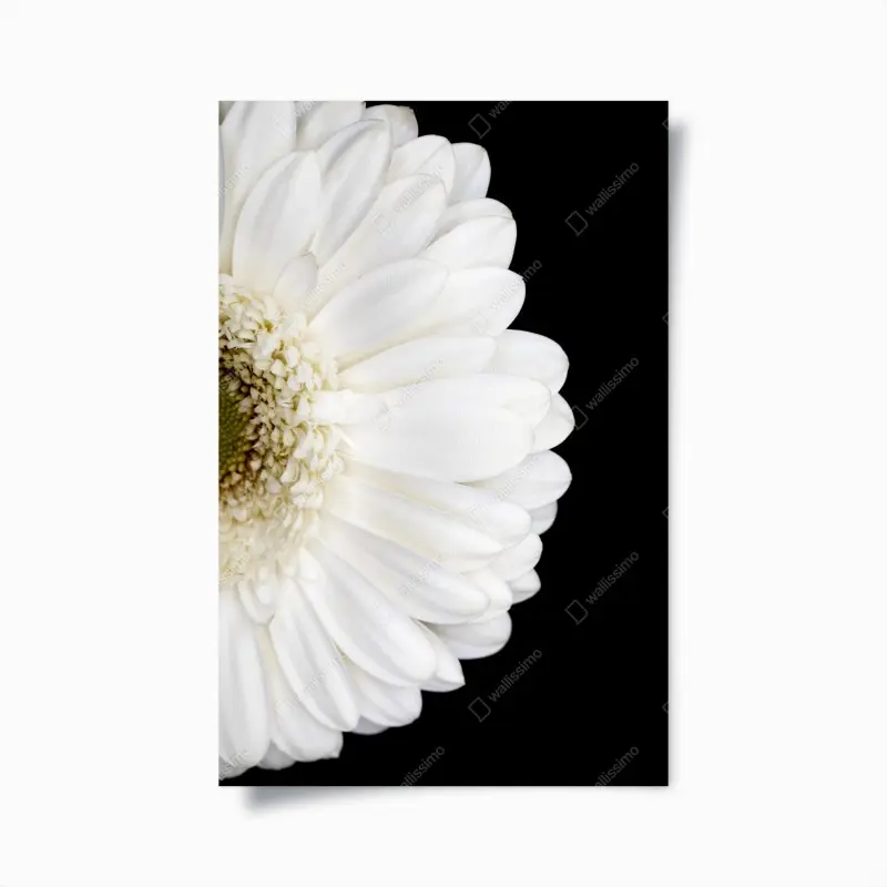 Poster white gerbera on black minimalist close-up