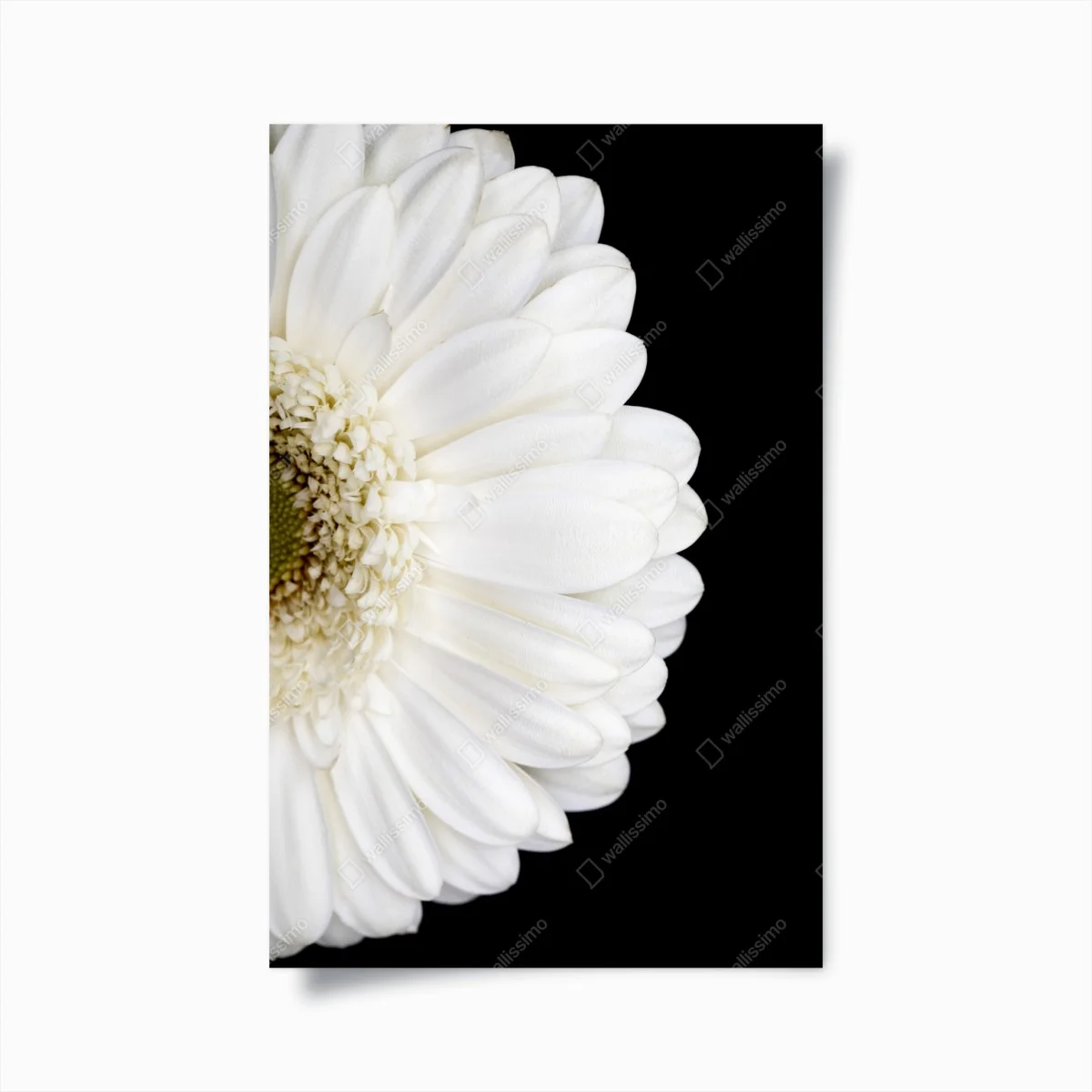 Poster white gerbera on black minimalist close-up ⁕ Wallissimo® Poster white gerbera on black minimalist close-up ⁕ Wallissimo®