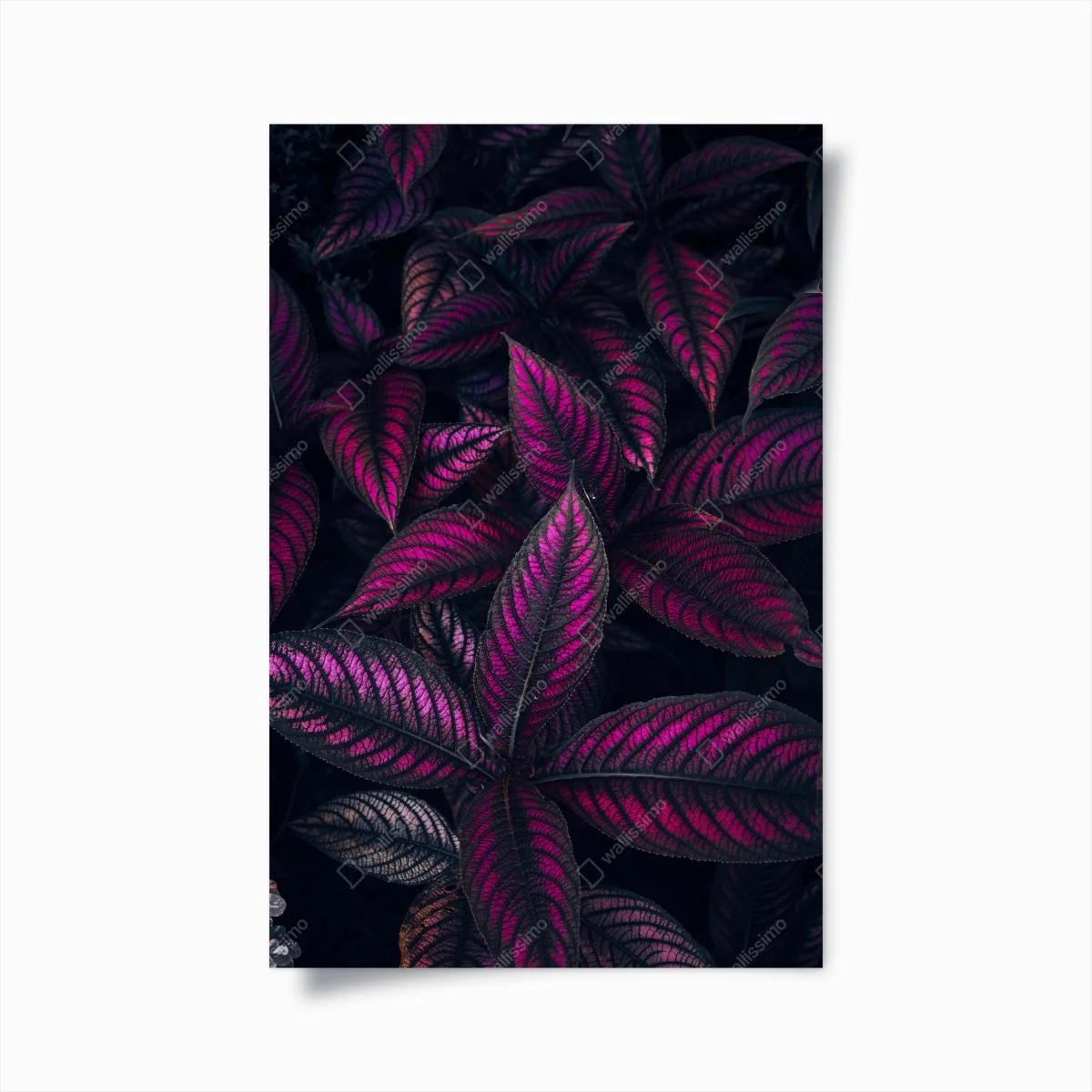 Poster vivid purple foliage pattern ⁕ Wallissimo® Poster vivid purple foliage pattern ⁕ Wallissimo®