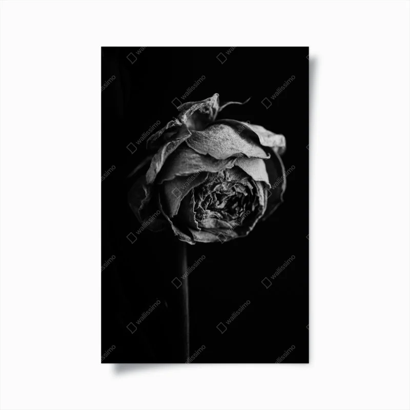 Poster monochrome dried rose study