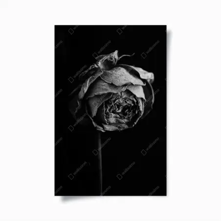 Poster monochrome dried rose study • Wallissimo®