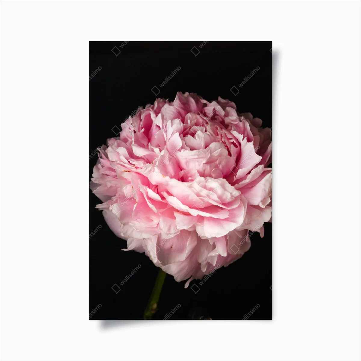 Poster soft pink peony close-up ⁕ Wallissimo® Poster soft pink peony close-up ⁕ Wallissimo®