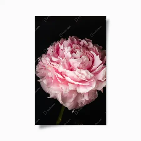 Poster soft pink peony close-up • Wallissimo®
