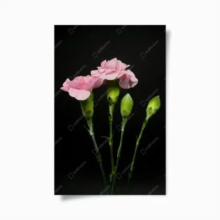 Poster pink carnations on black background • Wallissimo®
