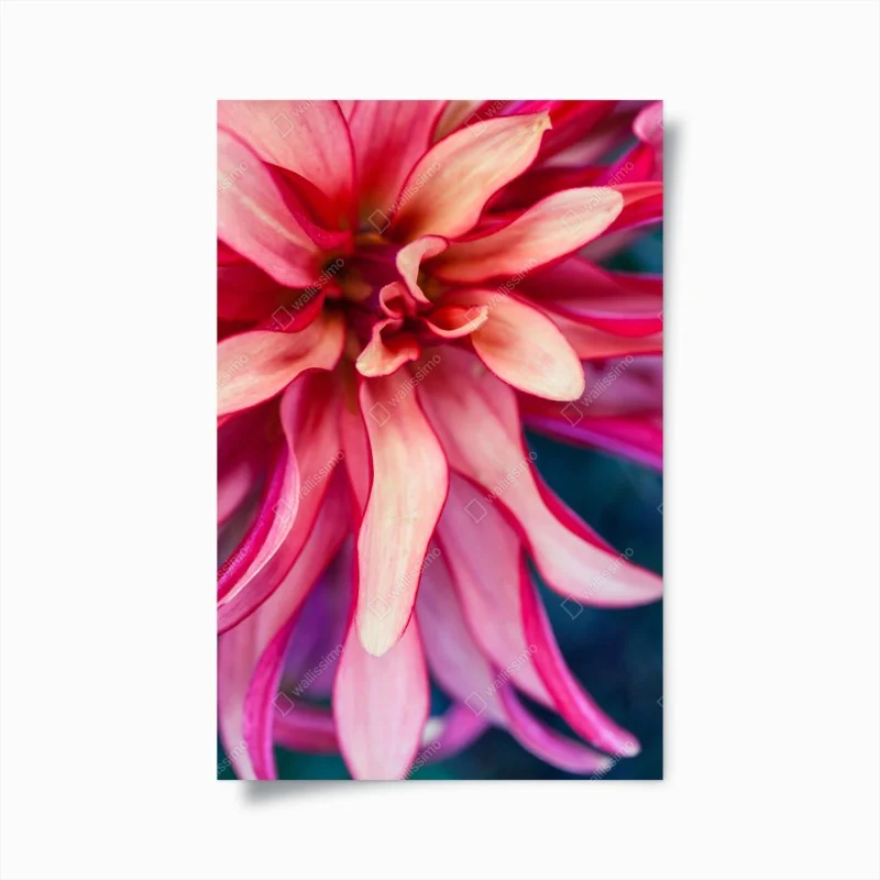 Poster vibrant pink floral close-up