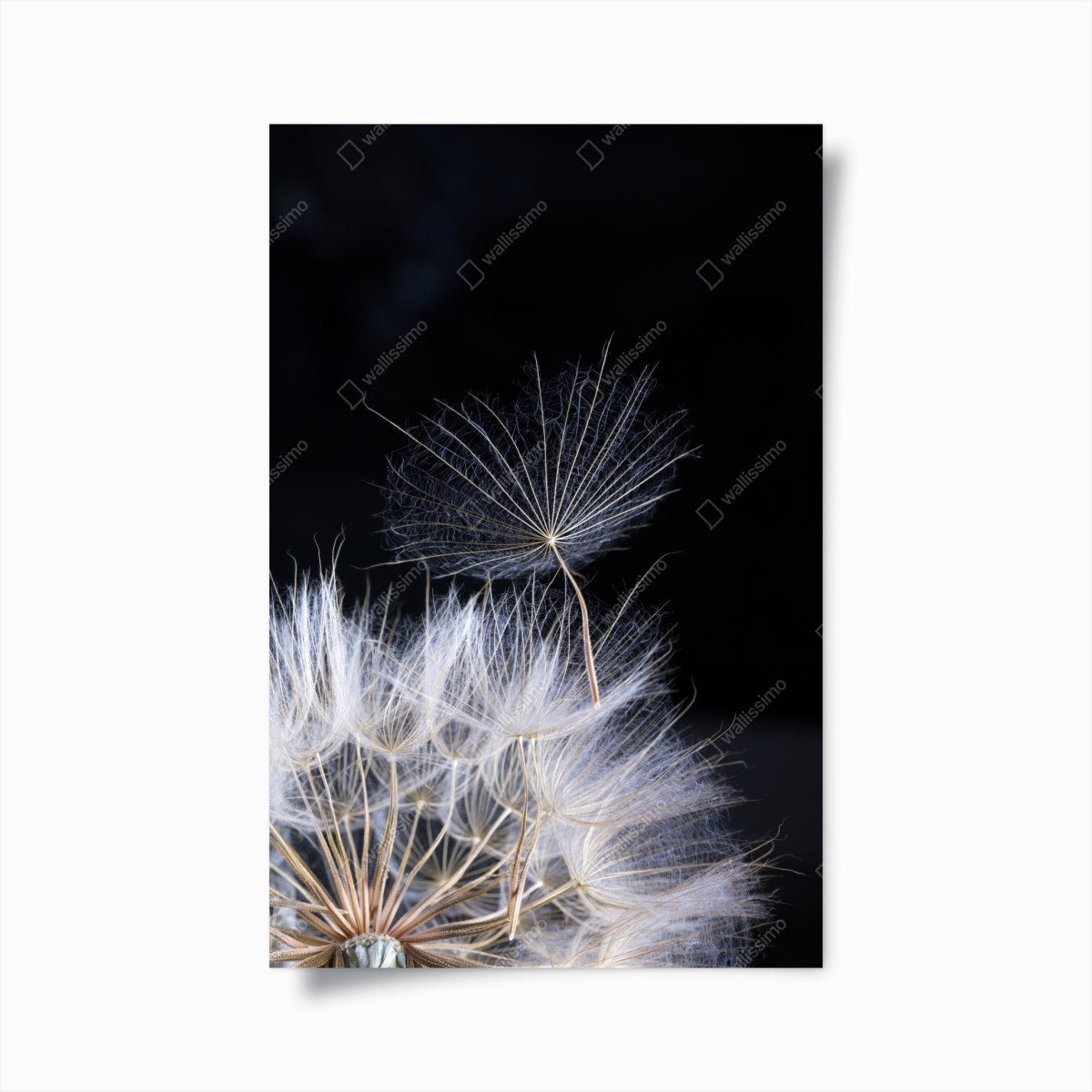 Poster delicate dandelion seed on black • Wallissimo® Poster delicate dandelion seed on black • Wallissimo®