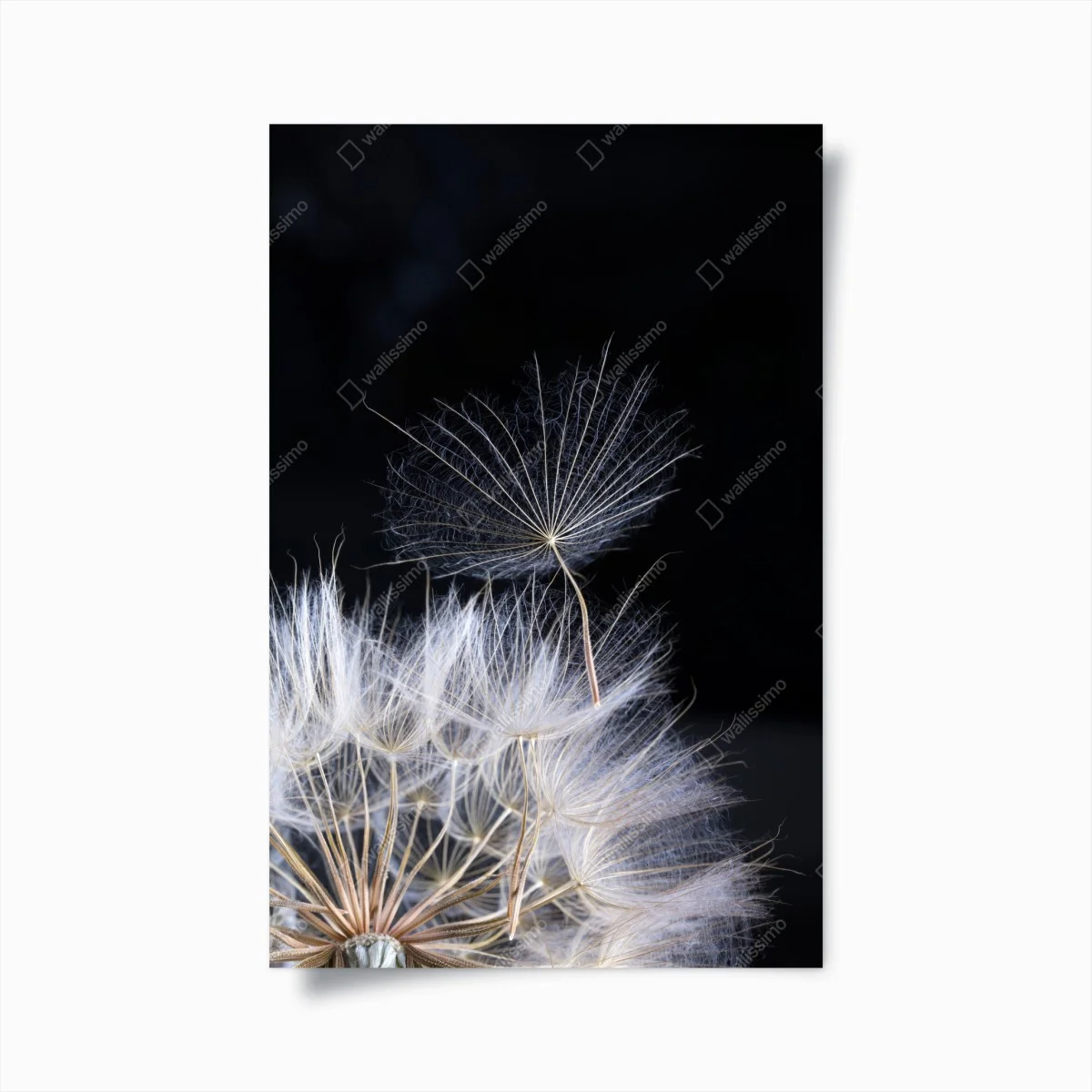 Poster delicate dandelion seed on black ⁕ Wallissimo® Poster delicate dandelion seed on black ⁕ Wallissimo®