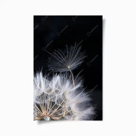 Poster delicate dandelion seed on black • Wallissimo®
