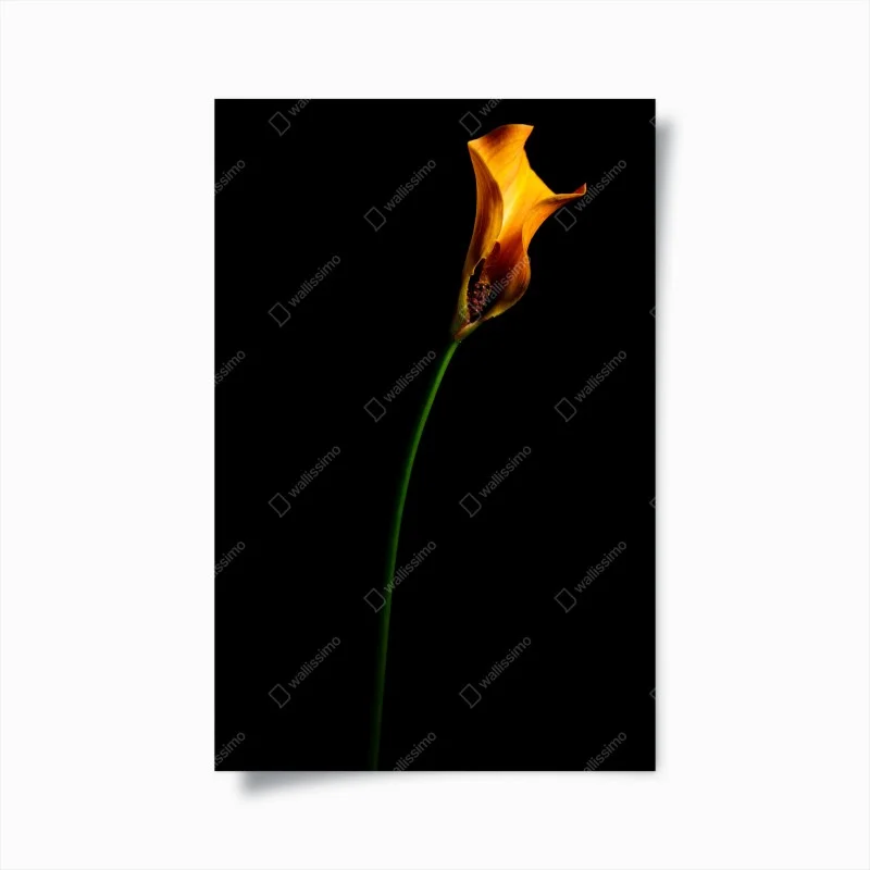 Poster golden calla lily on black