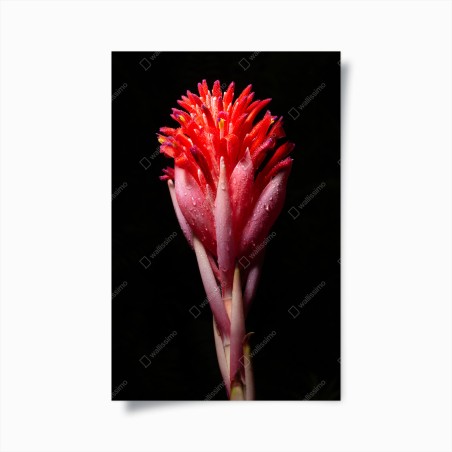 Poster vibrant pink bloom on black background • Wallissimo®