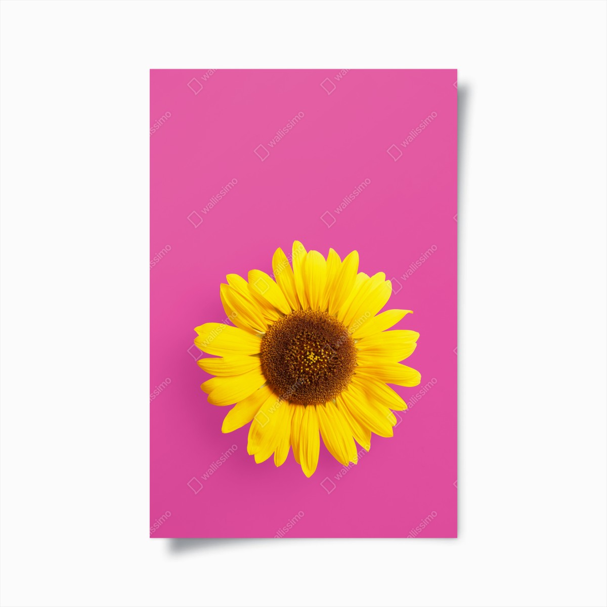 Poster bright sunflower on pink background • Wallissimo® Poster bright sunflower on pink background • Wallissimo®
