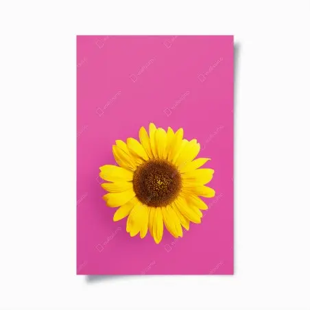 Poster bright sunflower on pink background • Wallissimo®
