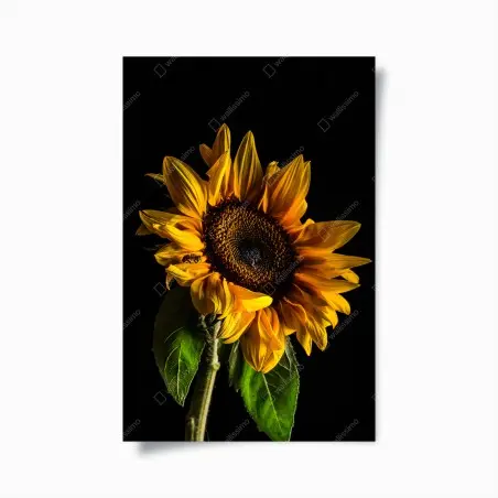 Poster golden sunflower close-up • Wallissimo®