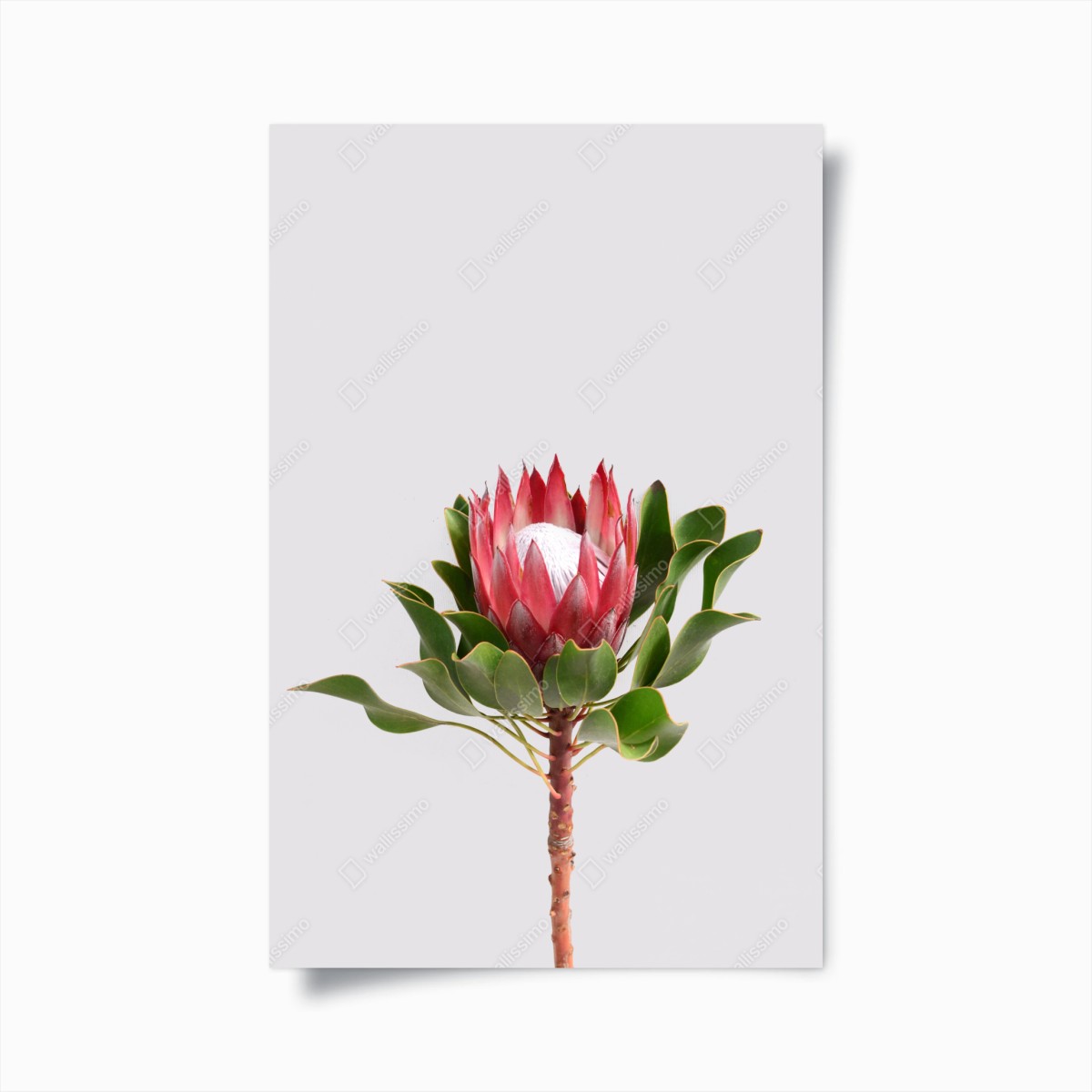 Poster pink protea bloom on neutral background • Wallissimo® Poster pink protea bloom on neutral background • Wallissimo®