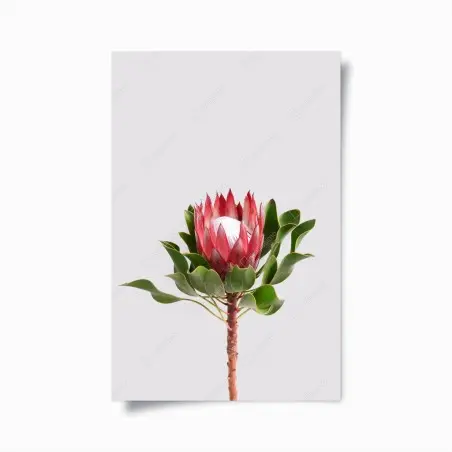 Poster pink protea bloom on neutral background • Wallissimo®