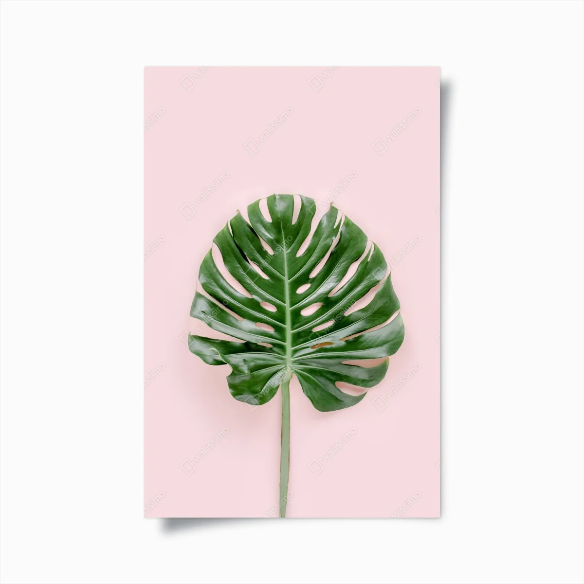 Poster monstera leaf on pastel pink background ⁕ Wallissimo® Poster monstera leaf on pastel pink background ⁕ Wallissimo®