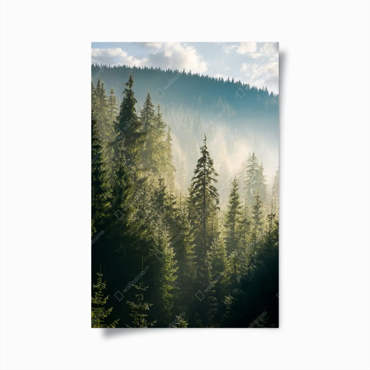 Poster misty spruce forest in morning light • Wallissimo® Poster misty spruce forest in morning light • Wallissimo®