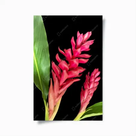Poster vibrant torch ginger bloom on black • Wallissimo®