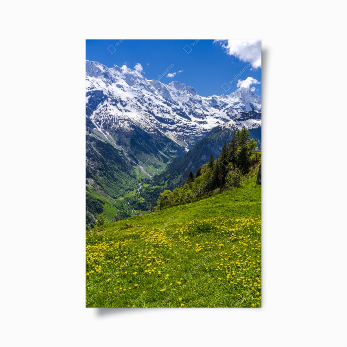 Poster alpine spring meadow under snowy peaks • Wallissimo® Poster alpine spring meadow under snowy peaks • Wallissimo®