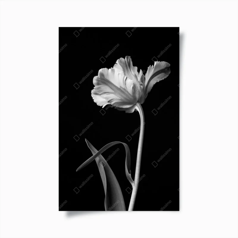 Poster elegant monochrome tulip study
