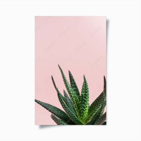Poster green aloe on pink background • Wallissimo®