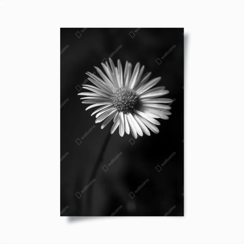 Poster monochrome daisy close-up