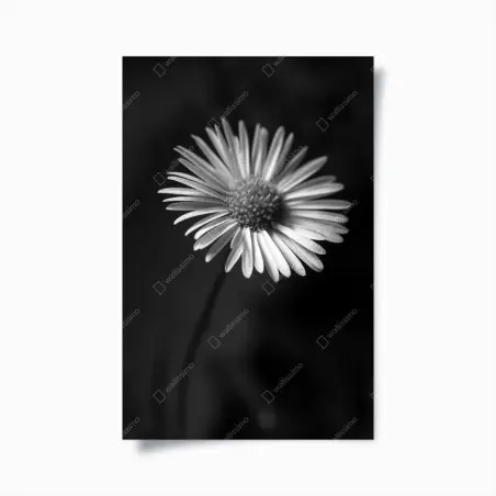 Poster monochrome daisy close-up • Wallissimo®