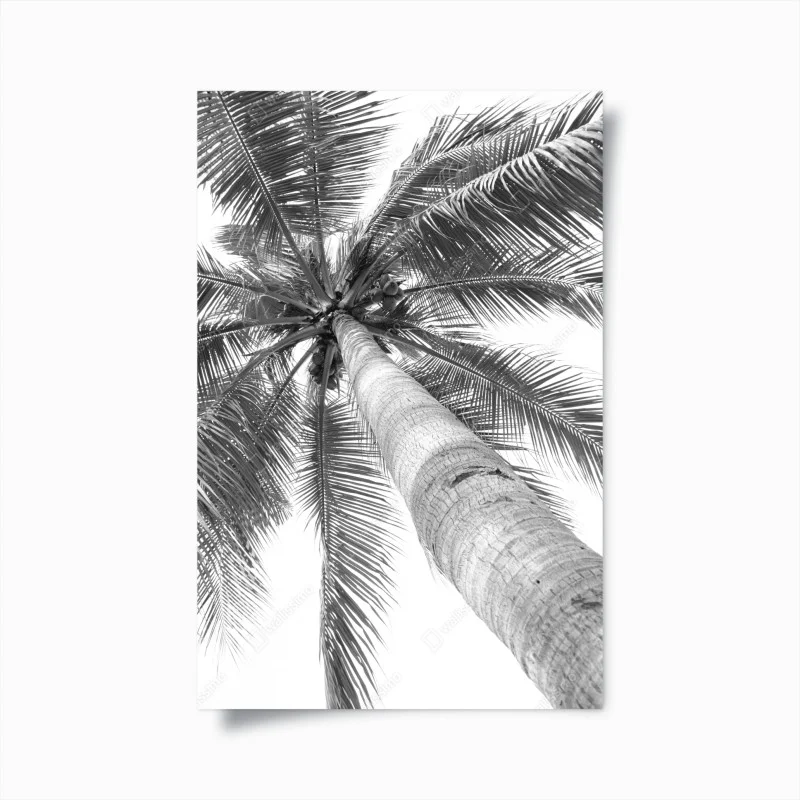 Poster monochrome palm tree from below