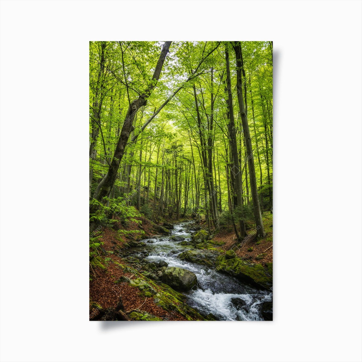 Poster serene green forest stream • Wallissimo® Poster serene green forest stream • Wallissimo®