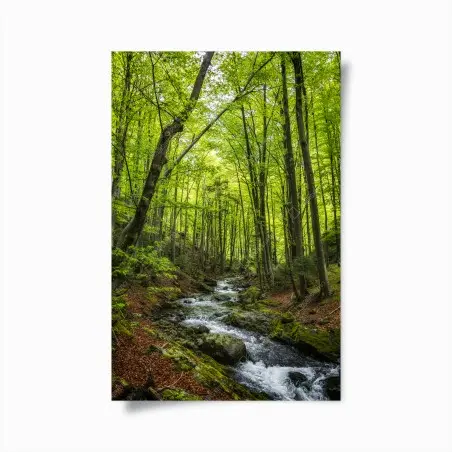 Poster serene green forest stream • Wallissimo®