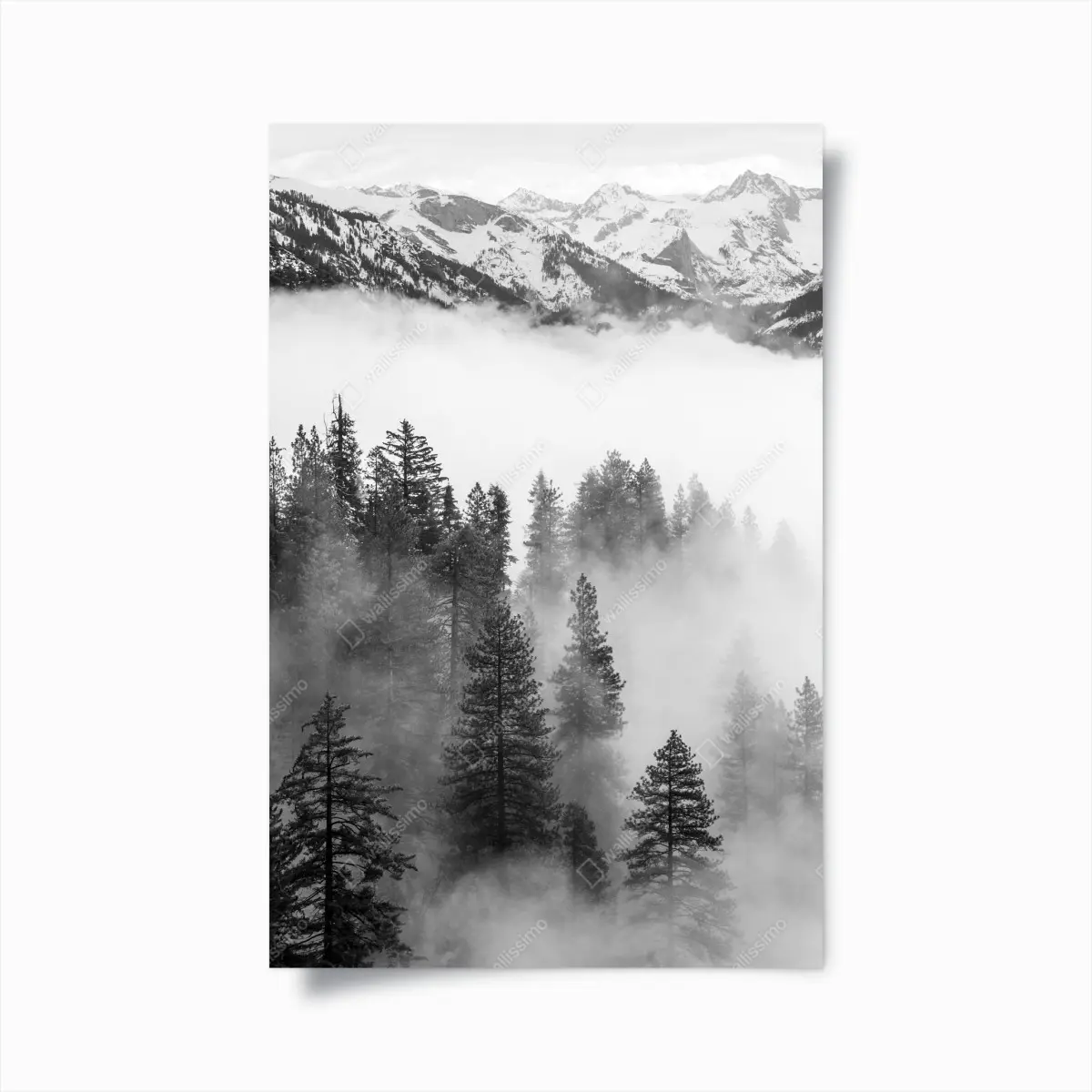 Poster misty Giant Forest, Sequoia National Park ⁕ Wallissimo® Poster misty Giant Forest, Sequoia National Park ⁕ Wallissimo®