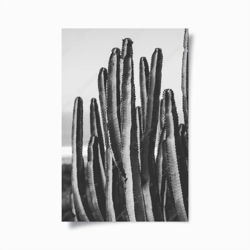Poster monochrome cactus close-up