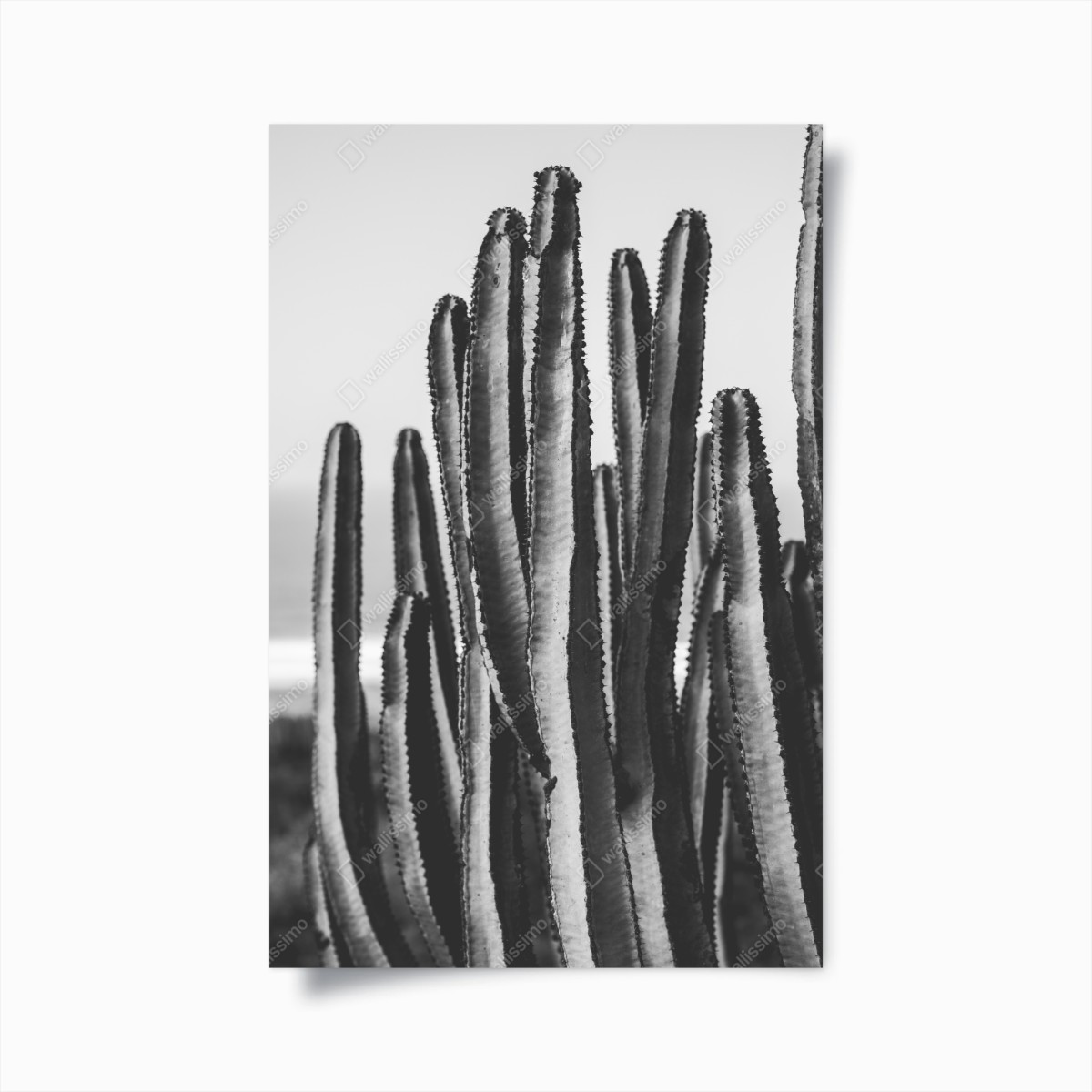 Poster monochrome cactus close-up • Wallissimo® Poster monochrome cactus close-up • Wallissimo®