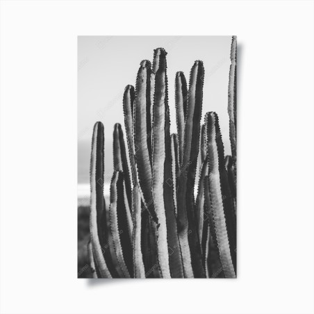 Poster monochrome cactus close-up • Wallissimo®