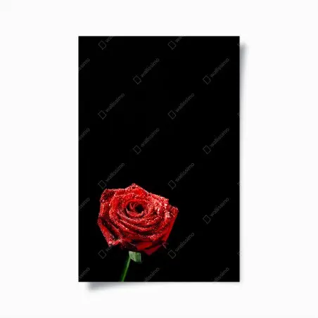 Poster red rose with dewdrops on black • Wallissimo®