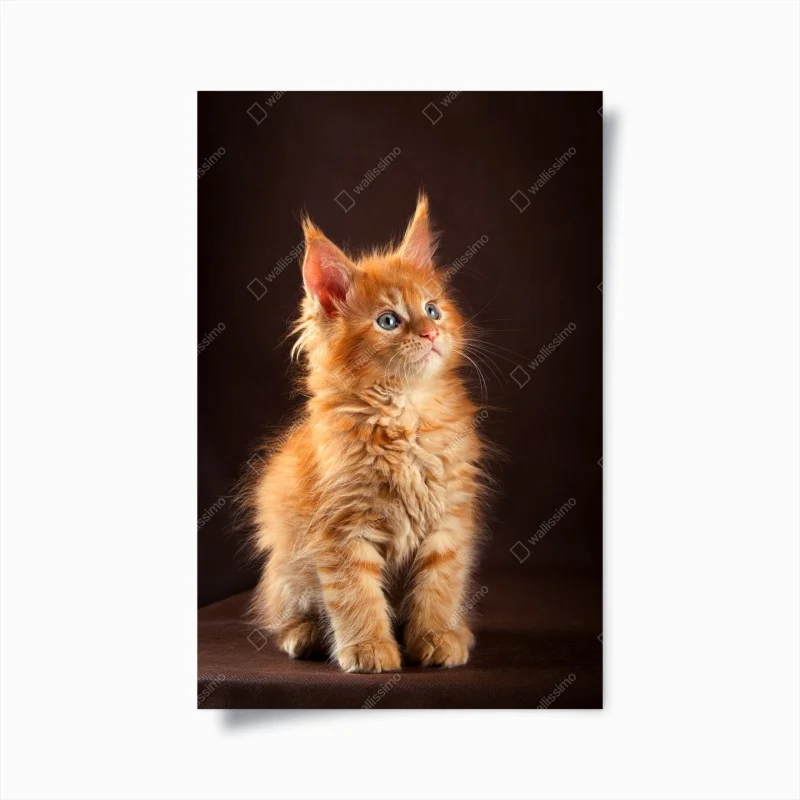 Poster curious ginger kitten portrait
