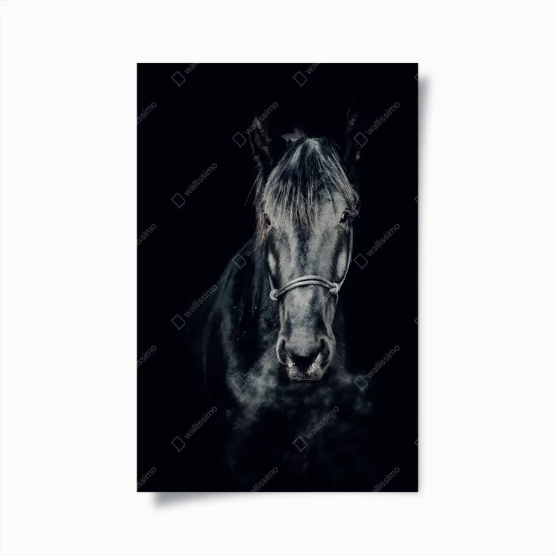 Poster majestic black horse portrait
