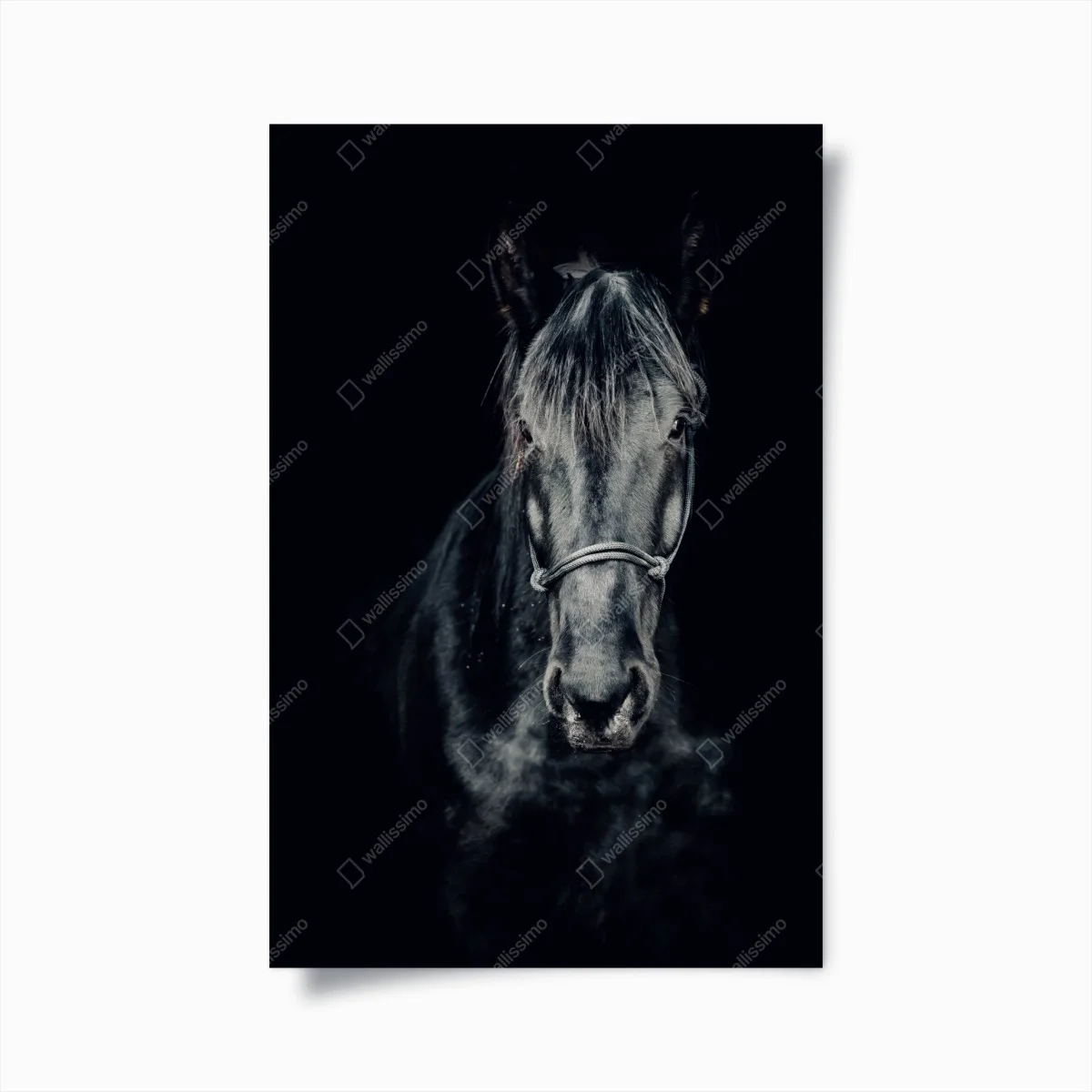 Poster majestic black horse portrait • Wallissimo® Poster majestic black horse portrait • Wallissimo®
