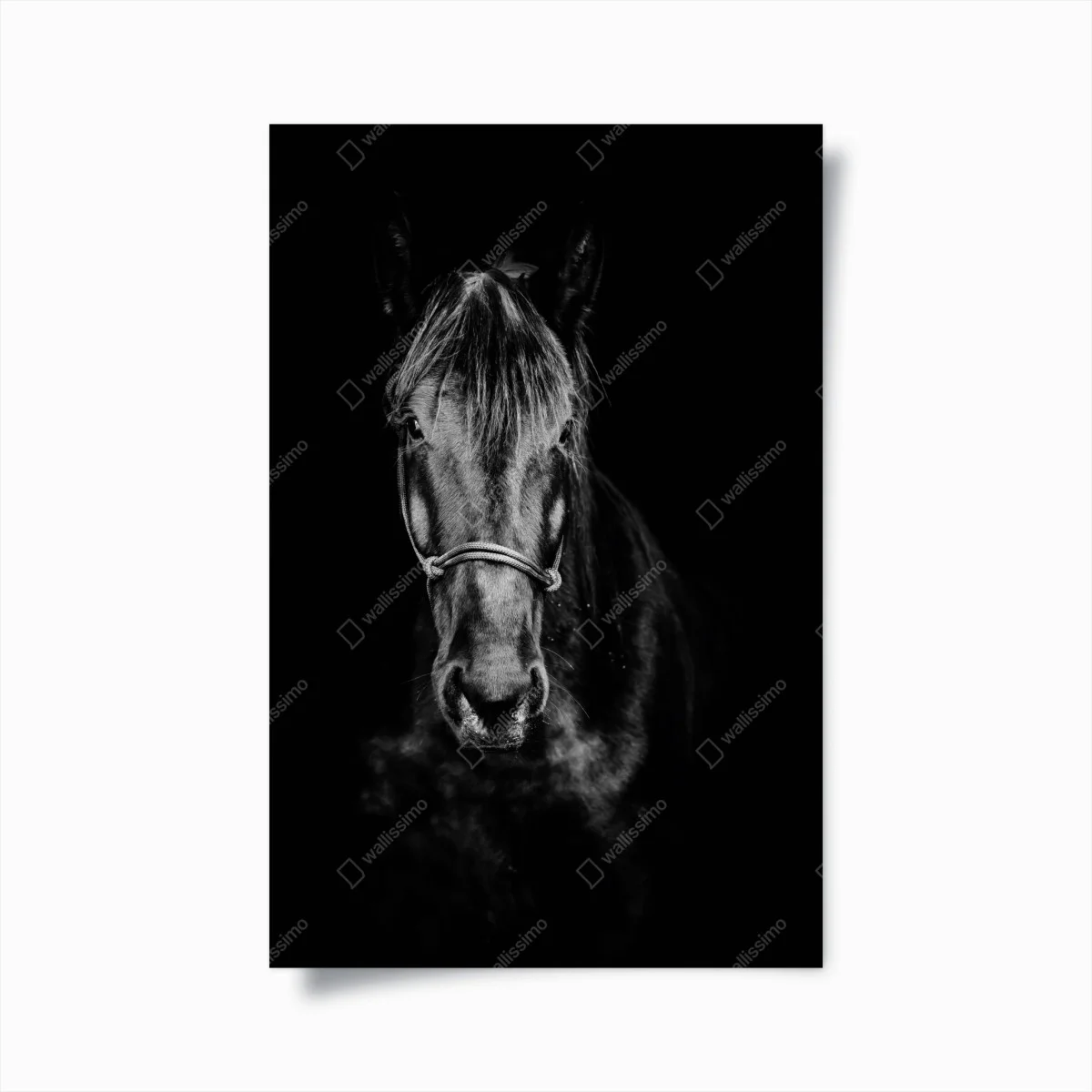 Poster dramatic horse portrait in monochrome ⁕ Wallissimo® Poster dramatic horse portrait in monochrome ⁕ Wallissimo®