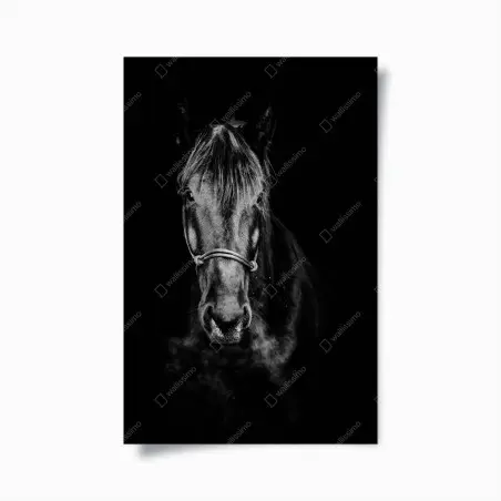 Poster dramatic horse portrait in monochrome • Wallissimo®
