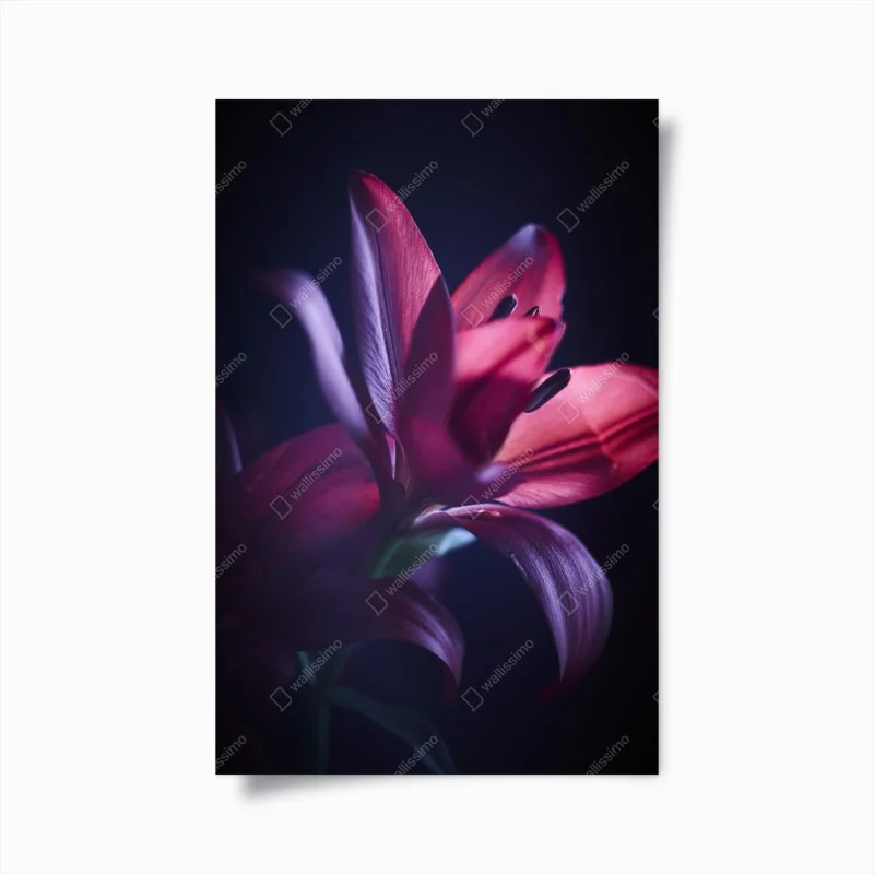 Poster crimson lily close-up